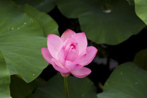 What are Lotus App Download: Step-by-Step Guide for India (2026)